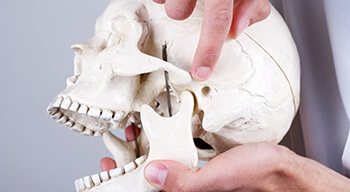 dentist pointing to to skull